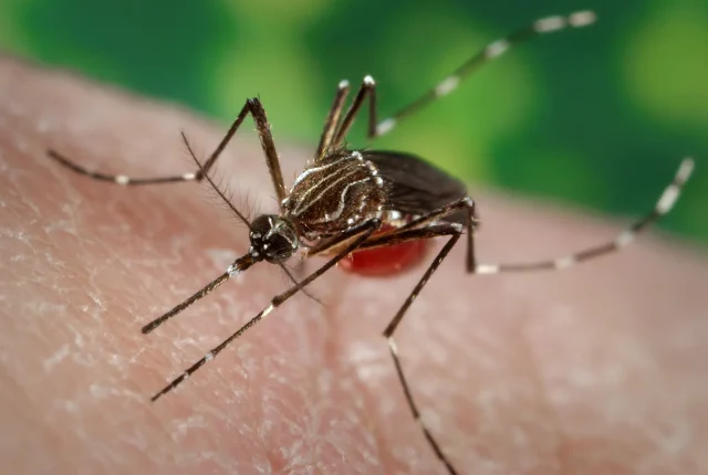 breaking news : update on Chikungunya virus disease outbreak